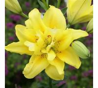 (UOLKEZFM) Giglio doppio colore invernale - Giglio ibrido profumato con rizoma di giglio, ideale per giardino e terrazza-4Rhizome-B