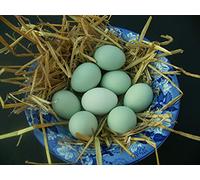 UOVA FRESCHE ARAUCANA E MARANS ARRICCHITE DI OMEGA - 3 DA ALLEVAMENTO ALL'APERTO "48 pezzi"