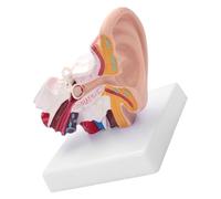 UPALDHOU Modello Anatomia Orecchio Umano con Ingrandimento 1.5x | Materiale in PVC resistente, visualizzazione anatomica dettagliata, per l\'educazione medica, uso nella ricerca
