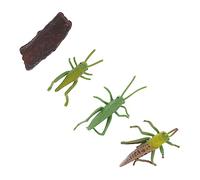 UPKOCH Modelli Insetti Locusta Simulazione Ciclo Educativo per Giocattoli Didattici Resistenti per Scuole e Musei