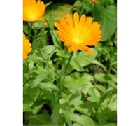 Urtekram Tsa Calendula Officinalis Fiori 50ml 1 pezzo 300g