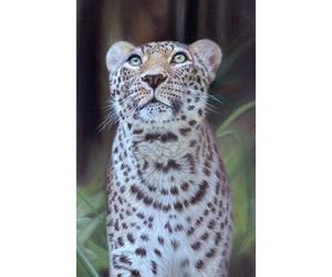 US Academic diary 2025-2026 week to view, student diary with Leopard artwork by Sally Sturgess: August 25 - July 26. 108 pages and glossy cover. Perfect gift for student or big cat lover