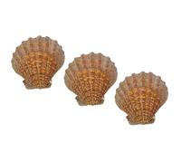 US Shell 3 Piece Lion's Paw Sea Shell 13 to 15 Centimeter Size