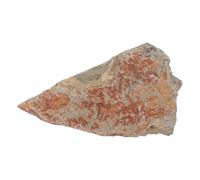 UTHCLO Espositore da Tavolo Pietra per Impronte Vegetali di Felce, Campione Paleontologico Stabile per Collezione Didattica e Decorazione Artistica Naturalistica
