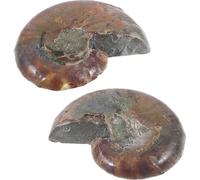 UTHCLO Modelli di Ammonite 2 Pezzi 2-3cm Esemplari Fossili Naturali per Didattica Geologia e Paleontologia Collezione e Decorazione Scientifici