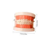UTHCLO Modello Standard per Educazione Orale Adulti e Dimostrazione Protesi Fissa Inclusa Apertura per Studio Pulizia e Estrazione Denti