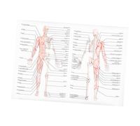 UTHCLO Poster Anatomico Di Dissezione Umana 50x70 Cm in Seta Resistente, Immagine Didattica Muscolare e Ossea Per Scuole, Laboratori e Aule