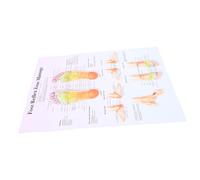 UTHCLO Poster Riflessologia Resistente Macchie per Scuole e Studi Professionali Supporto Anatomia Piede Facile da e Duraturo