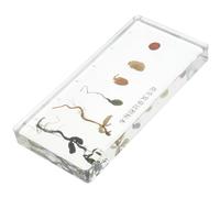 UTHCLO Specimen di Crescita Arachidi per Insegnamento Biologia Modello Dettagliato Processo Germinazione Materiale Durevole per Studio e Didattica