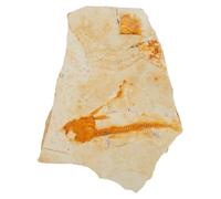 UTHCLO Specimen Fossile di Pesce Lycoptera Realistico e Vivido in Pietra, Ornamentale Decorativo come Regalo per Esposizione Scientifica