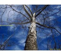 UV (Haze) 1 a Multicoated | Multithreaded vetro filtro (77 MM) per Canon EOS 5DS/5DS R