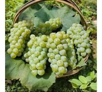 uva - in interna antiche varietà di interno Aiuole rialzate biologiche per l' balcone, balcone rialzato con letto resistenti 550semi