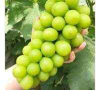 uva Letti elevati per giardino nano giardino rocce semi d'uva decorazione balconi colonnari 1000pcs