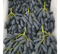 uva semi di d'uva resistenti all'aperto spalla semi colonnari Cammi elevati per giardino riverdimento tetti 50pcs