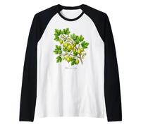 UVA Spina pianta Illustrazione Ribes UVA-crispa Maglia con Maniche Raglan