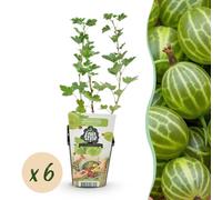 Uva spina - Ribes uva-crispa Hinnonmaki Grun - Difficile - 6 piante - 15-25cm - Ø9cm - Pianta da giardino