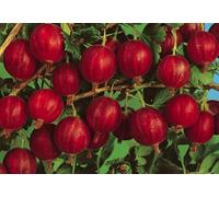 Uva Spina Rossa (Ribes uva-crispa) - Pianta da Frutto H ca. 60-80 cm in Vaso Ø18 cm - Frutti di Bosco Dolci e Diuretici - Coltivabile anche in Vaso - FOTO REALI