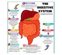 UYCUODLUY Medical Education Poster - The Human Digestive System Anatomy, Vibrant Chart for Biology Students, Nursing School & Hospital Office Wall Art(Unframed,08x12inch(20x30cm))