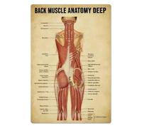 UYCUODLUY Muscular System Poster Set: Superficial & Deep Layers of the Back | Complete Anatomical Collection for Classroom, Training Center or Library(Unframed,08x12inch(20x30cm))