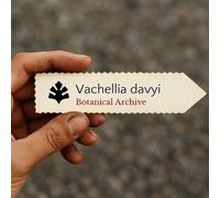 Vachellia davyi SEEDS - - SEMI Spina di Davy | Acacia di Davy