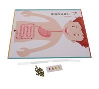 Vaguelly 4 Set Modelli Digerente Te per Kit Esperimenti Scientifici Interattivi per Apprendimento Stem Materiale Educativo per Scuola e Media