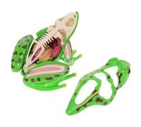 Vaguelly Dissezione Della Per Studenti Educativo Anatomia Con Rimovibili Per Insegnamento Stem