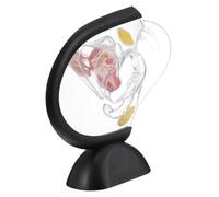 VALICLUD Anatomico con Parete Visibile Struttura Realistica per Studio Medico e Educazione Pazienti