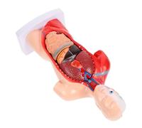 VALICLUD Modello Anatomico Cuore e Organi Staccabili per Studio e Insegnamento Struttura Dettagliata per Scuola Laboratorio e Ospedale