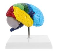 VALICLUD Modello anatomico del cervello umano, scala 1:1, metà cervello destro con regioni cerebrali contrassegnate a colori, per l'istruzione medica e l'apprendimento neuroscienziale
