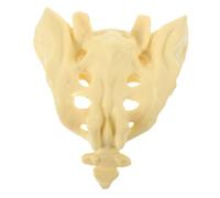 VALICLUD Modello Anatomico Del Sacro in Pvc Resistente, Modello Medico Portatile Dell’osso Sacro Per Insegnamento e Dimostrazioni in Ospedali e Scuole Di Medicina