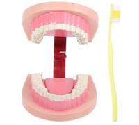 VALICLUD Modello Denti Realistico per Insegnamento Scienze e Biologia Giocattolo Educativo per La Cura Orale Design Sicuro e Interattivo per Apprendimento Pratico