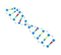 VALICLUD Modello Dna Doppia Didattico Kit Molecolare per Scienze Biologiche Struttura Genetica Interattiva per Laboratori e Aula Scolastica