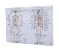 VALICLUD Poster Anatomia Muscoli Scheletrici Umani Didattico per Scuola Stampa Chiara su Seta Resistente Decorazione Informativa Corpo Umano