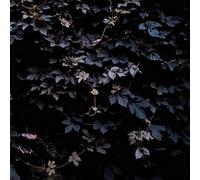 Vallera Michael - DENOVALI Vivid Flu