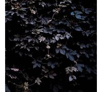 Vallera, Michael - DENOVALI Vivid Flu