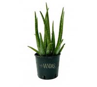 Vandas Aloe Vera - Pianta Succulenta Perenne | Vaso Diametro 16 cm, Altezza 45 cm | Foglie Carnose e Proprietà Naturali | Fioritura Giallo-Rossa | Made in Italy