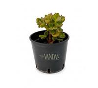 Vandas Crassula Ovata - Pianta Grassa da Interno | Vaso Diametro 14 cm, Altezza 25 cm | Foglie Carnose e Resistenti | Facile Cura | Made in Italy