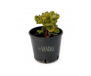 Vandas Crassula Ovata - Pianta Grassa da Interno | Vaso Diametro 14 cm, Altezza 25 cm | Foglie Carnose e Resistenti | Facile Cura | Made in Italy