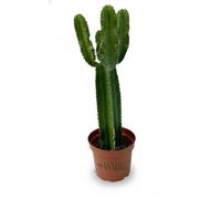 Vandas Euphorbia Eritrea - Pianta Grassa Succulenta da Giardino e Interno | Vaso Diametro 17 cm, Altezza 70 cm | Fusti Eretti e Ramificati | Facile Cura e Resistente alla Siccità | Made in Italy