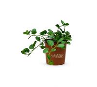 Vandas Pianta di Cappero in Vaso Pianta Aromatica Mediterranea per Balcone Giardino e Cucina Made in Italy