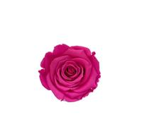Vandas Rosa Stabilizzata - Confezione 6 Pezzi | Rosa Eterna Naturale | Lunga Durata | Ideale per Decorazioni e Regali | Origine Olanda (Fucsia)