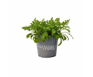 VANDAS Rucola Selvatica - Pianta Aromatica in Vaso 14 cm | Ruchetta dal Sapore Intenso | Ideale per Orto e Balcone