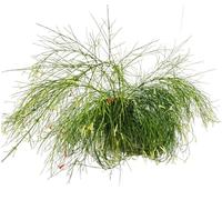 Vandas Russelia Juncea Alba - Arbusto Sempreverde Fiorito | Vaso Diametro 15 cm, Altezza 50 cm | Fiori Bianchi a Campana | Facile Cura | Made in Italy