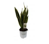 Vandas Sansevieria Laurentii - Pianta Sempreverde da Interno Purificante | Vaso Diametro 17 cm | Altezza 50 cm | Facile da Curare | Made in Italy