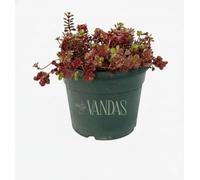 Vandas Sedum Spurium - Pianta Grassa Perenne Tappezzante | Fioritura Rosa Estiva | Vaso Diametro 18 cm | Altezza 25 cm | Made in Italy