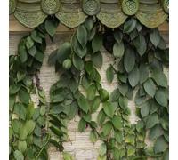vaniglia,baccelli di vaniglia biologici Arredamento moderno per il soggiorno,giardino Vere interno,balcone,ombra decorative 200semi