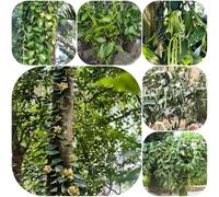 Vanilla planifolia - rampicanti verdi per giardinieri esotico 150semi