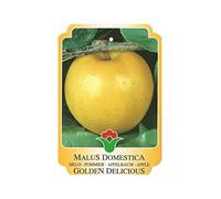 Vannucci Piante - Alberi da frutto, piante vere da frutta, piante giovani, piante da esterno (Melo - Malus domestica 'Golden Delicious')
