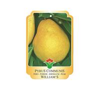 Vannucci Piante - Alberi da frutto, piante vere da frutta, piante giovani, piante da esterno (Pero - Pyrus communis 'Williams')