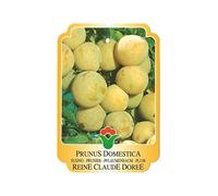 Vannucci Piante - Alberi da frutto, piante vere da frutta, piante giovani, piante da esterno (Susino - Prunus domestica 'Reine Claude Doree')